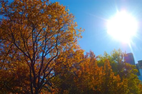 Colorful Tree Leaves During the Fall Season Stock Photos