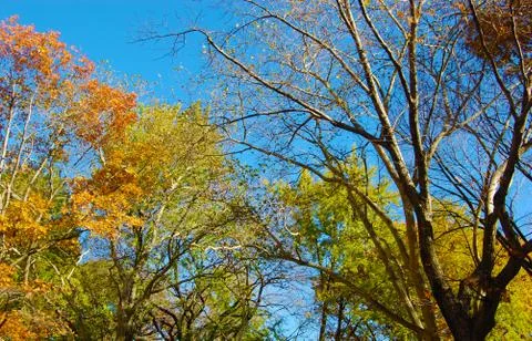 Colorful Tree Leaves During the Fall Season Stock Photos