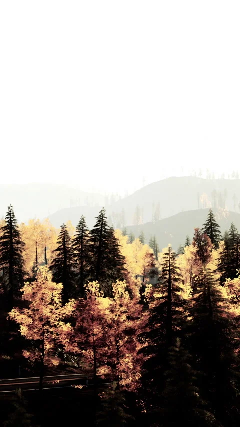 Colorful tree line in a forest with mountains in the background at sunrise Stock Footage 340893040