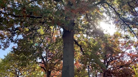 Colorful Tree Pan Up Stock Footage 245326981