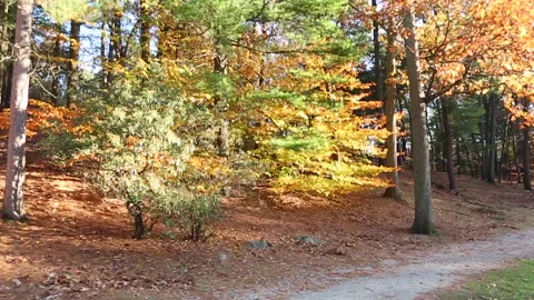 COLORFUL TREE PATH Video stock 183006854