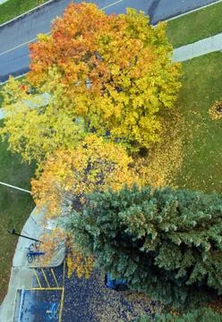 Colorful tree Stock Photos