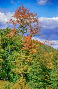 Colorful tree 库存照片