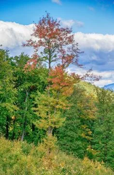 Colorful tree Photos