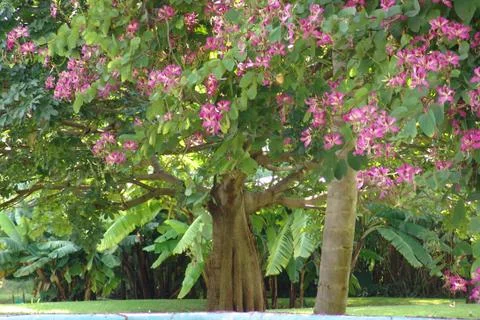 Colorful tree Foto stock
