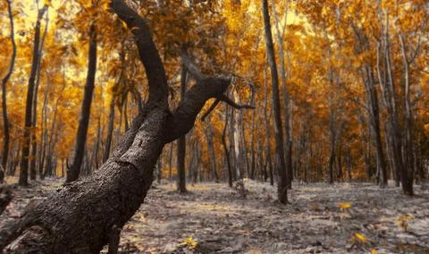 The colorful tree Stock Photos