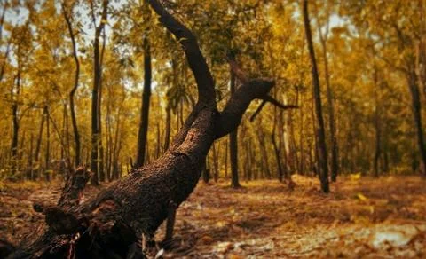 The colorful tree Stock Photos