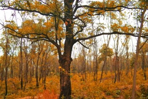 The colorful tree Stock Photos