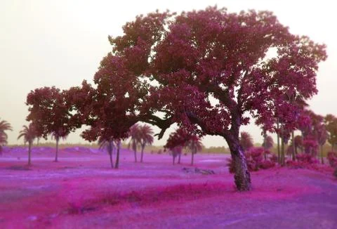 The colorful tree Stock Photos