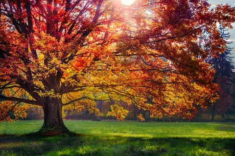 Colorful tree sunset Foto stock