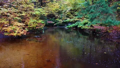 Colorful trees echo on tranquil waters, calm creekside scene with leaf Stock Footage 320377759