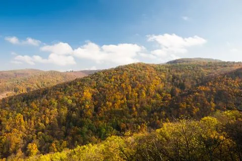 Colorful trees in the fall forest Stock Photos