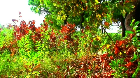 Colorful tree's in fall/autumn 2 Video stock 938005