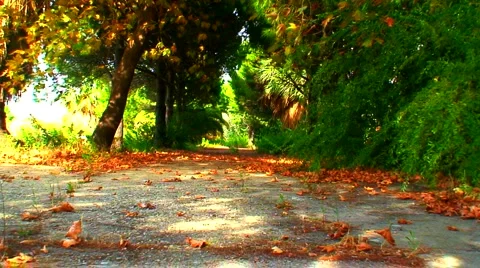 Colorful tree's in fall/autumn Vídeo Stock 937732