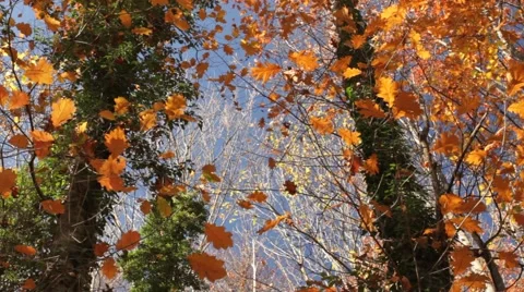 Colorful trees Stock Footage 56774040