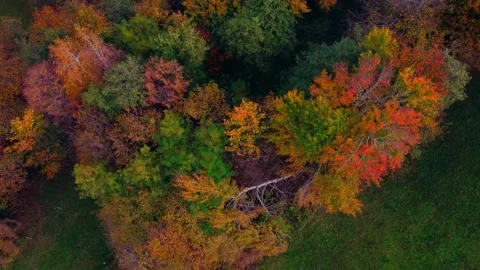 Colorful trees Video stock 245813166