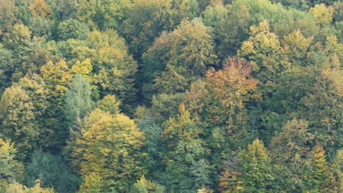 Colorful trees in the forest. 4K 動画素材 231996689