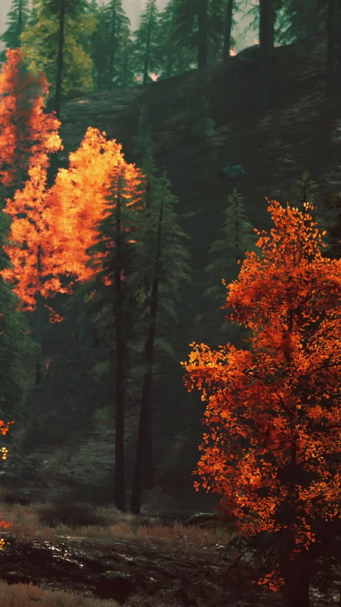 Colorful trees in the forest during fall season with changing leaves Stock Footage 340892861