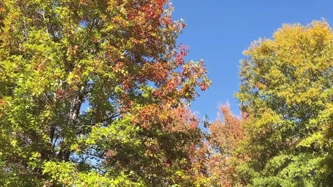 Colorful Trees Pan Stock Footage 245326245