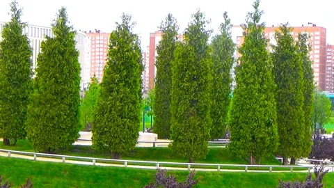 Colorful trees in the Park Stock Footage 108993626