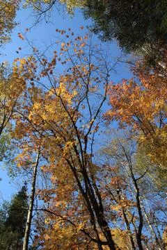 Colorful trees Stock Photos