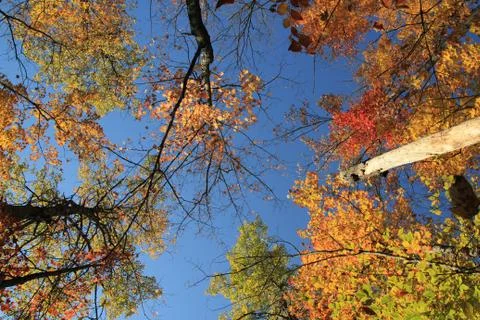 Colorful trees Foto stock