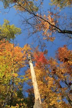 Colorful trees Stock Photos