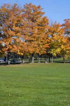 Colorful trees Stock Photos