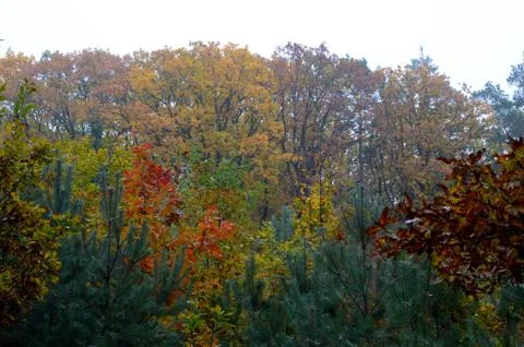 Colorful trees Stock Photos