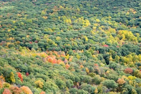Colorful trees Stock Photos