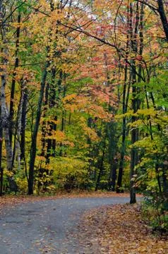 Colorful trees Stock Photos