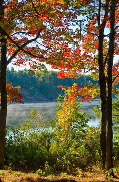 Colorful trees Foto stock