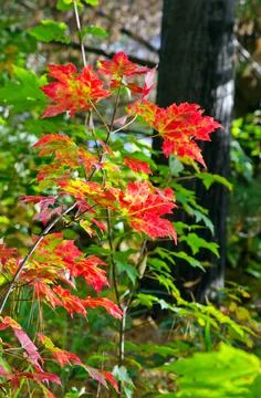 Colorful trees Stock Photos
