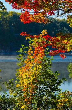 Colorful trees Stock Photos