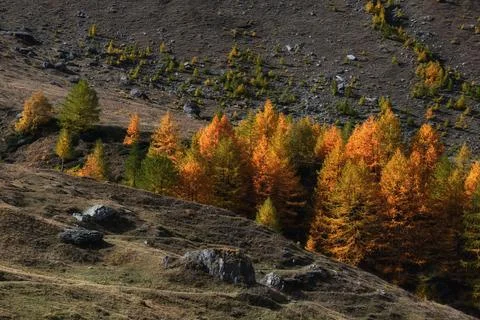 Colorful trees. Stock Photos