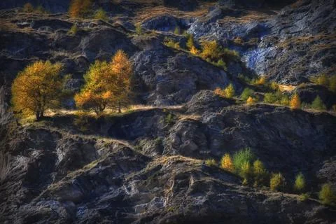 Colorful trees. Stock Photos