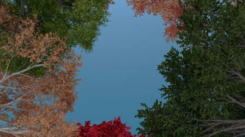 Colorful Trees In Spring Stock Footage 248643008