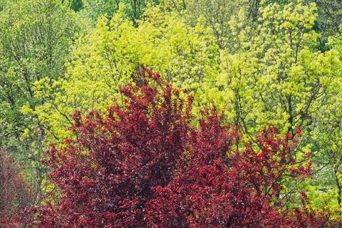Colorful trees in spring Stock-Fotos
