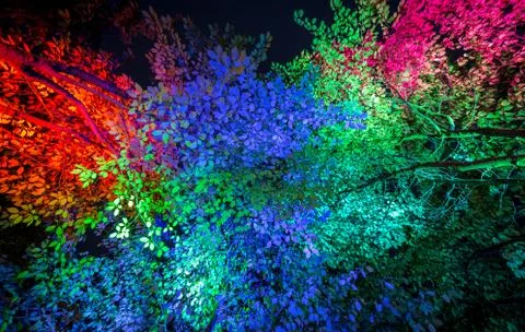Colorful trees from under Foto stock