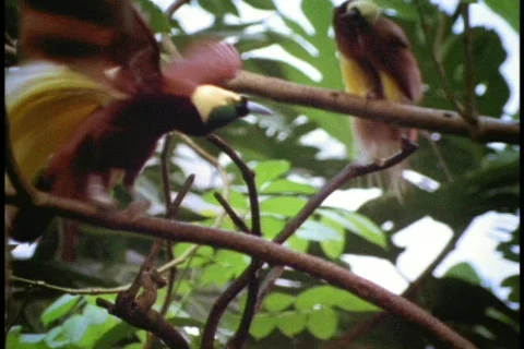 A colorful tropical bird of paradise displays its feathers in a tree in Borneo. Stock Footage