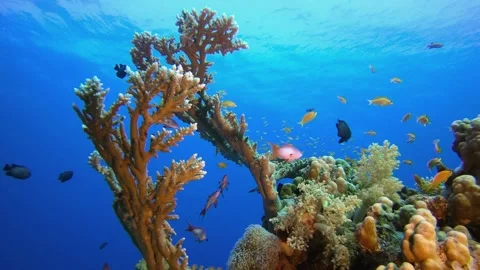 Colorful tropical fish and beautiful coral reef blue water background. Vídeos de archivo 336446853