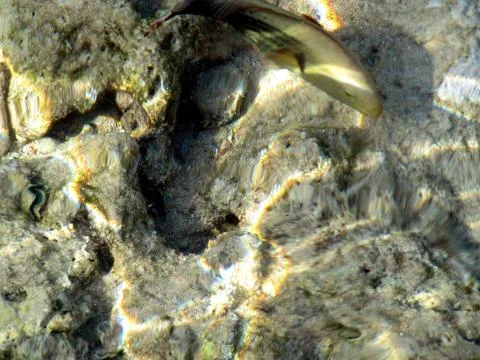 Colorful Tropical Fish Swim in Shallow Sea Water With Wavy Surface and Stun.. Stock Photos