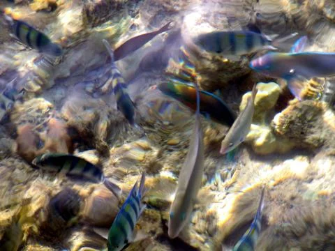 Colorful Tropical Fish Swimming in Shallow Sea Water With Wavy Surface and .. Stock Photos