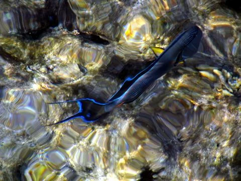 Colorful Tropical Fish Swimming in Wavy Shallow Waters Creating a Surreal U.. Stock Photos