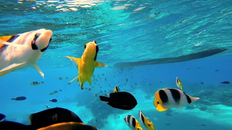 Colorful tropical fish in undersea Stock Video Pond5