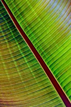 Colorful tropical leaf Stock Photos