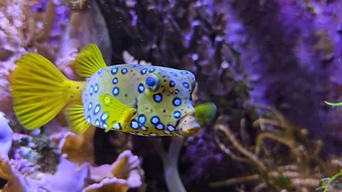 A colorful trunk fish  Stock Footage 277537466