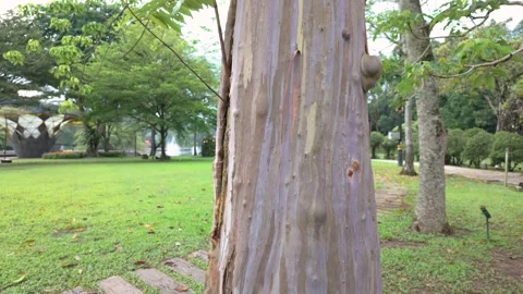Colorful trunk of the Rainbow Eucalyptus tree. Stockbeeldmateriaal 293482621