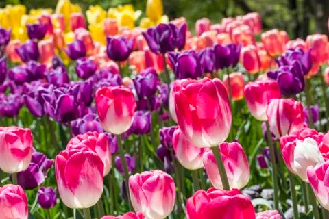 Colorful Tulip Bed Stock Photos