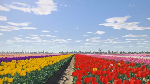 Colorful Tulip Field Rows Swaying in Spring Breeze Seamless Loop 库存影片 347525853